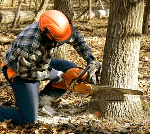 Tree Removal in Mylo, ND
